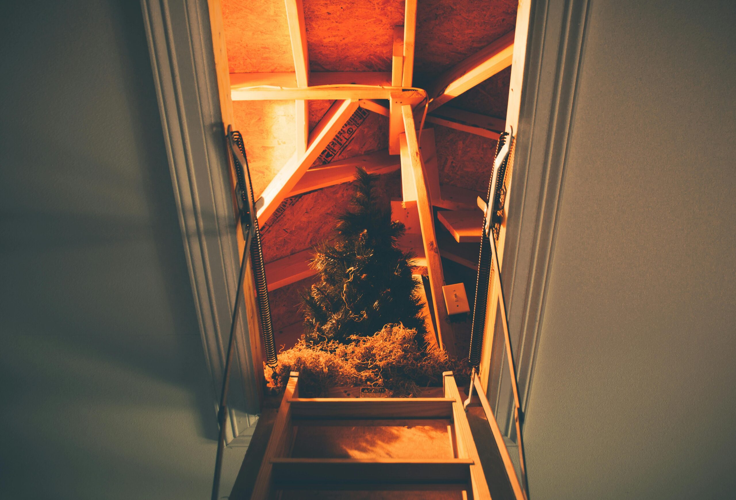 tree on attic