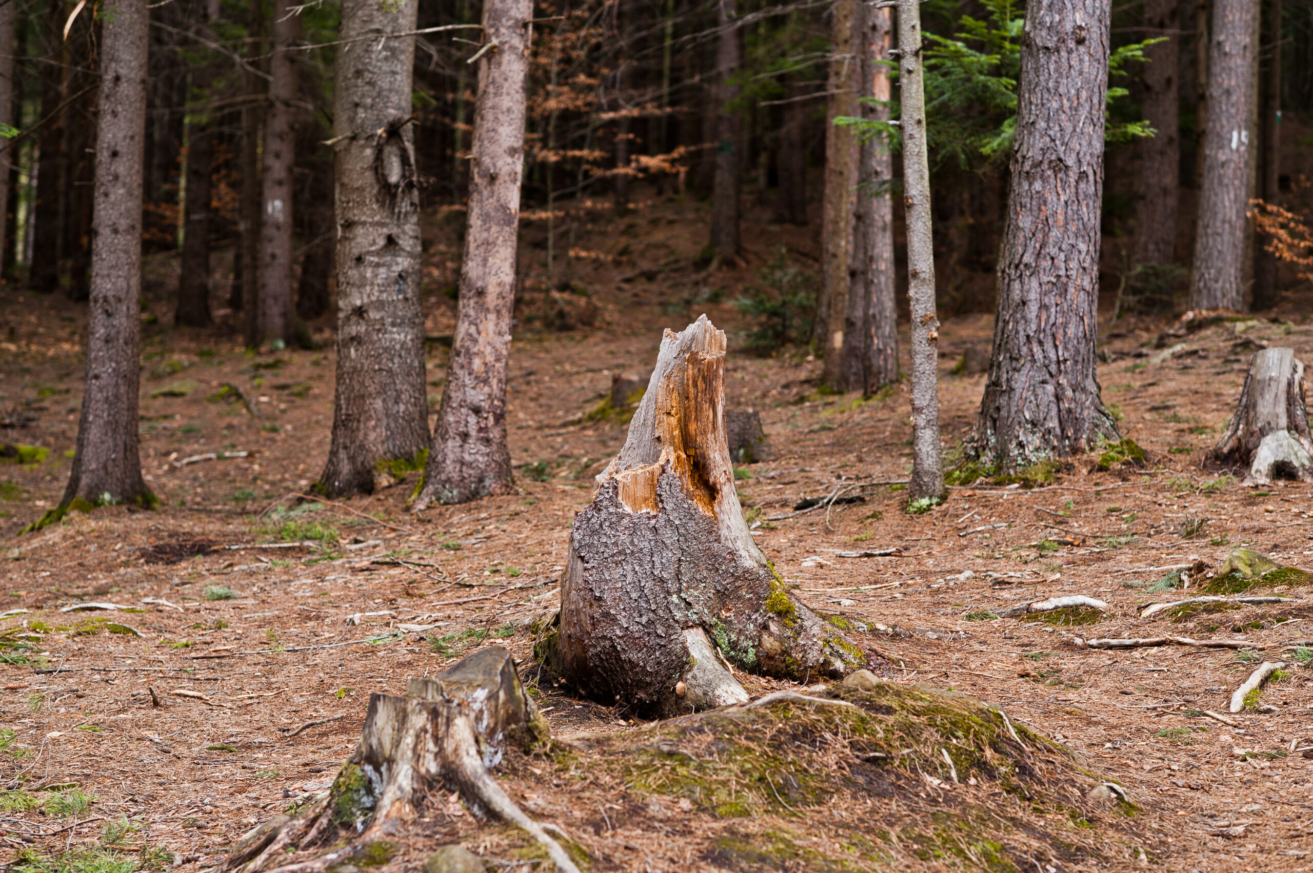 Wooden stump at wet forest in Carpathian mountains.